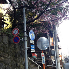 曲がり角/桜/はじめてフォト投稿 老齢の桜と苔むした石垣、カーブミラーには…(1枚目)