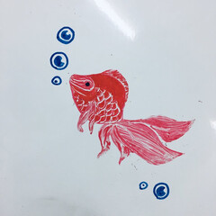 朱色 金魚のイラストをホワイトボードに書きまし…(1枚目)