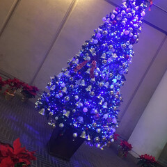 クリスマスツリー/大きなクリスマスツリー/ポインセチアとクリスマスツリー/ポインセチア/クリスマス マンションのエントランスに飾られているク…(1枚目)