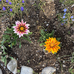 花壇花 今日は、南風が強く気温も上昇☀️
お花達…(4枚目)