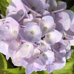 庭の花/至福時間/紫陽花 お庭 の 紫陽花  全て色が付きました 
(3枚目)