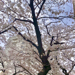 「駅前の桜並木🌸
今年もキレイ。」(1枚目)