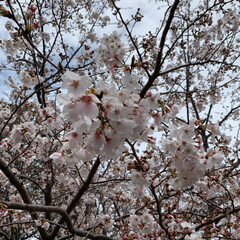 「世界中が大変な中、
それでも桜は満開にな…」(1枚目)
