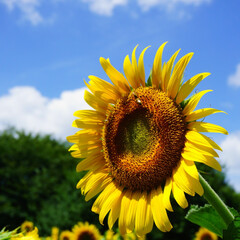夏/ひまわり/公園/青空/おでかけワンショット ２０１８年７月の昭和記念公園の向日葵です…(1枚目)