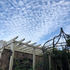 庭 庭から見える空
綺麗なうろこ雲でした(1枚目)