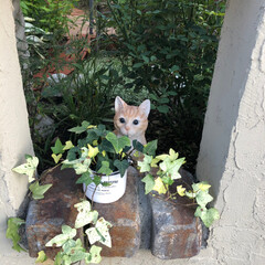 庭 塀の穴の中から…
置物の猫🐱(1枚目)