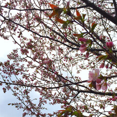 平成最後の一枚。/札幌も桜の開花/桜/満開/平成最後の一枚 昨日、札幌の桜の開花が宣言されました。
…(1枚目)