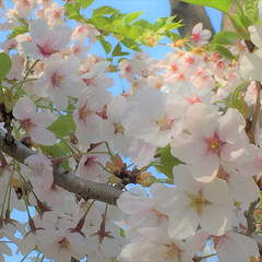 おでかけワンショット/桜開花/北海道の桜/花見 公園の桜。
お花見で出かけました。
北海…(1枚目)