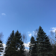 お出かけワンショット/北海道/青空/空気が美味しい/空/風景/... お出かけワンショット。
北海道の空をパチ…(1枚目)