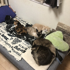 猫/動物/ニャンコ同好会/ソファーベッド 3人がけのソファーからニャンコ達にソファ…(1枚目)