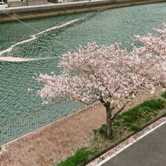 桜②/花筏 桜は散りゆく様も情緒的。川に散った桜が流…(1枚目)