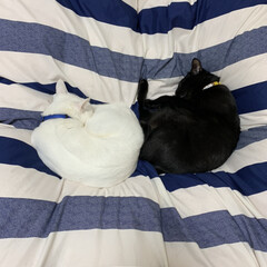 黒猫/白猫/ハート型/我が家の愛猫/バレンタイン2020/住まい/... 我が家の愛猫くん、白猫のハクア・黒猫のク…(1枚目)