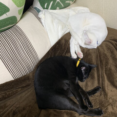 おやすみショット/おやすみフォト/愛猫/我が家の家族/リミアな暮らし/住まい/... 愛猫、白のハクア・黒のクレア💕
私のベッ…(1枚目)