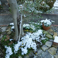 ガーデニング/初雪 初雪🎵

数年ぶりの積雪です、

庭にと…(3枚目)