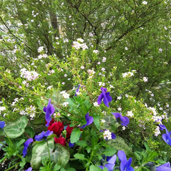 ガーデニング 今日の我が家の庭の花

もうすぐ雨が降り…(2枚目)