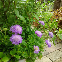 ガーデニング 今日の我が家の庭の花🎵

今日は少しくも…(2枚目)