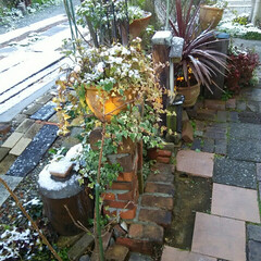 ガーデニング/初雪 初雪🎵

数年ぶりの積雪です、

庭にと…(2枚目)