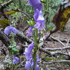山の花 山で出会った花🎵

昨日山登りで行った、…(6枚目)