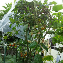 家庭菜園 オクラの花とプチトマト🎵
トマトは傘をや…(2枚目)