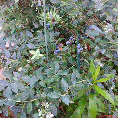 ガーデニング 今朝の庭🎵
ブルーベリーがいよいよ収穫出…(3枚目)