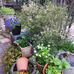 ガーデニング 今日の我が家の庭の花

もうすぐ雨が降り…(1枚目)