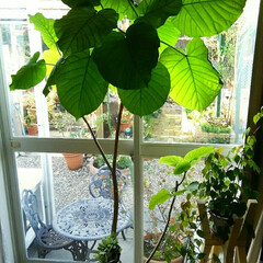 ガーデニング/観葉植物/ウンベラータ ウンベラータ

いつの間にか窓の高さまで…(1枚目)