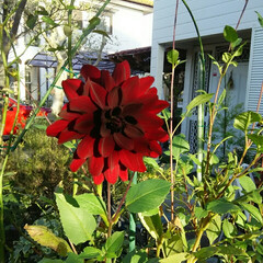 ガーデニング 今日の庭🎵

ダリアコクチョウがまた咲い…(4枚目)