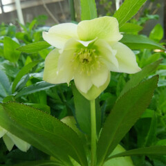 ガーデニング 今日の花♪(3枚目)