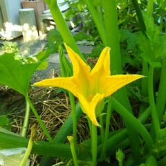 ズッキーニ/ガーデニング 今朝の庭🎵
ズッキーニの花 、
可愛いけ…(2枚目)