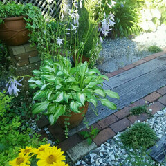 ガーデニング 今朝の庭の花🎵
梅雨とは思えないさわやか…(1枚目)
