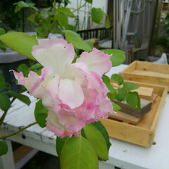 ガーデニング 今朝の庭🎵

バラがまた咲いてくれました…(1枚目)