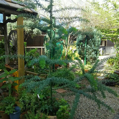ガーデニング 今朝の庭🎵
久しぶりの陽射しがうれしい～…(2枚目)