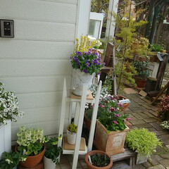 ガーデニング 今日の庭♪
玄関も今は花たちがにぎやか〜
(2枚目)