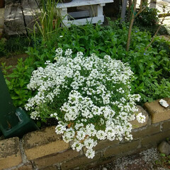 ガーデニング 今日の花♪(1枚目)