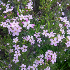 ガーデニング 今日の庭の花

小さなピンク色🎵(1枚目)