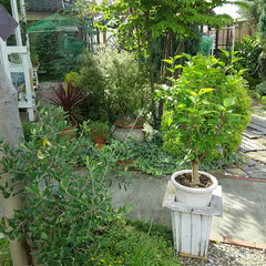 ガーデニング 今朝の庭🎵
久しぶりの陽射しがうれしい～…(3枚目)