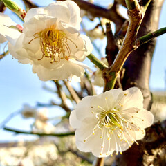 梅の花/春/白梅/開花宣言/記念樹 昨日、今日の暖かさで
我が家の梅の花も、…(1枚目)