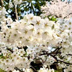 ソメイヨシノ/盛岡/岩手/春/お花見/桜 桜🌸を見に行って来ました♪(๑ᴖ◡ᴖ๑)…(4枚目)