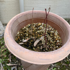 ガーデニング/鉢植え/紅葉 昨年、敷地に生えていた紅葉を植木鉢に移し…(3枚目)