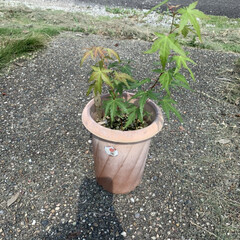 ガーデニング/鉢植え/紅葉 昨年、敷地に生えていた紅葉を植木鉢に移し…(4枚目)