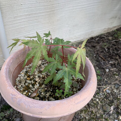 ガーデニング/鉢植え/紅葉 昨年、敷地に生えていた紅葉を植木鉢に移し…(2枚目)