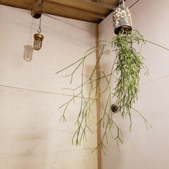 植物のある暮らし/小屋/DIY/暮らし 今週末から広島は当分雨予報…
小屋に入り…(1枚目)