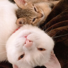 白猫/キジトラ/子猫/眠たい/昼寝/うちの子ベストショット/... 白猫のにらと、キジトラのしょうがです。(1枚目)