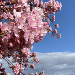 ピンク 最近撮影したピンクの花をピックアップして…(1枚目)