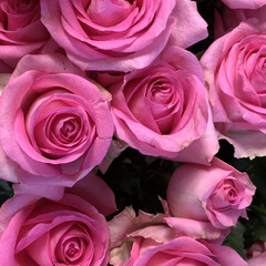 ピンク 最近撮影したピンクの花をピックアップして…(3枚目)