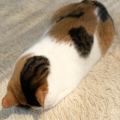 保護猫/しあわせ/ねこ/猫大好き/LIMIAペット同好会 なんだかサツキちゃんが箸置きみたいな形で…(1枚目)