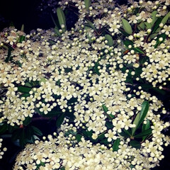 「夜の散歩で見つけた
白い花
白い花は
や…」(1枚目)
