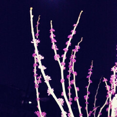 花 今夜は満月🌕
お月様を見ながら散歩
(1枚目)
