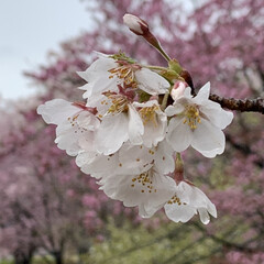 毎年の楽しみ/竹やぶ/雨上がりの桜/大山桜 家から車で5分の大学キャンパスの裏にある…