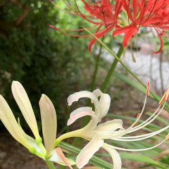 真紅/曼珠沙華/シジミチョウ 庭の彼岸花が綺麗に咲いていました😍
白の…(2枚目)